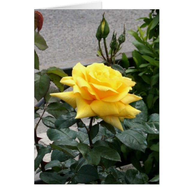Gelbe Rose von Texas (Vorne)
