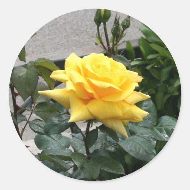 Gelbe Rose von Texas Runder Aufkleber (Vorderseite)