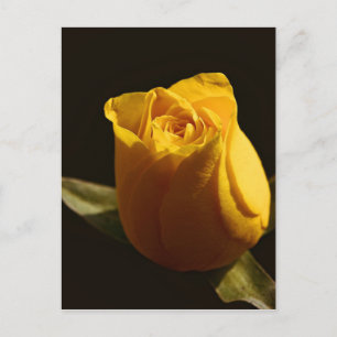 Gelbe Rosen 11 Postkarte