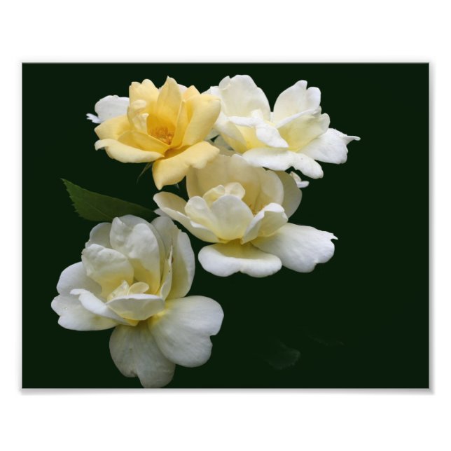 Gelbe Rosen (8 x 10) Fotodruck (Vorne)