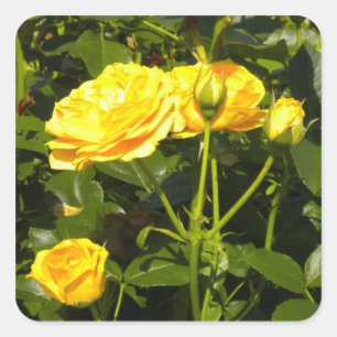 Gelbe Rosen-Aufkleber Quadratischer Aufkleber