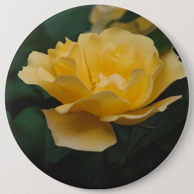 Gelbe Rosen Button (Vorderseite)