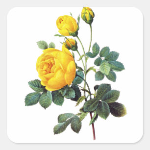 Gelbe Rosen durch Pierre Joseph Redoute Quadratischer Aufkleber