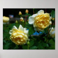 Gelbe Rosen im blühenden Orton Art