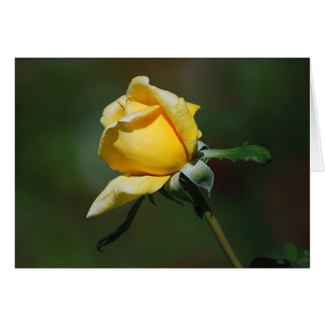 Gelbe Rosen-Knospen-Karte (Vorderseite (Horizontal))