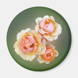 Gelbe Rosen Magnet