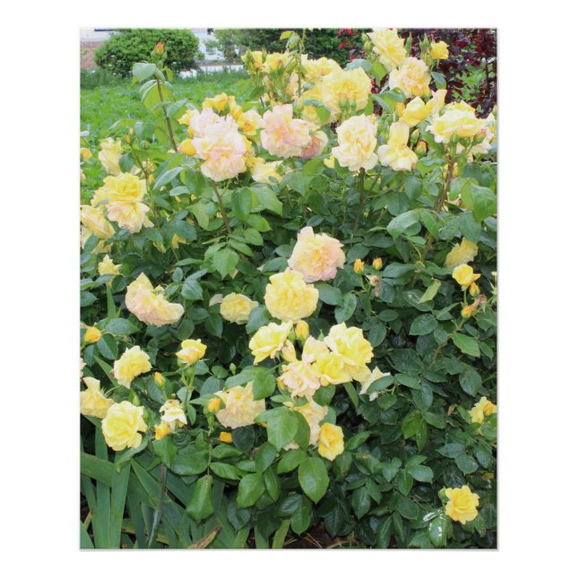 Gelbe Rosen Poster (Vorderseite)