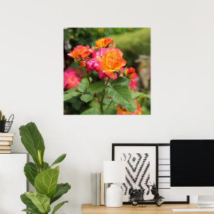 Gelbe Rosen Poster drucken