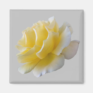 Gelbe Rosenblätter Magnet