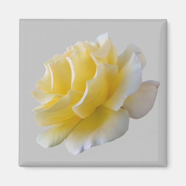 Gelbe Rosenblätter Magnet (Vorne)