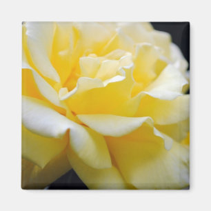 Gelbe Rosenblüte 5 Magnet