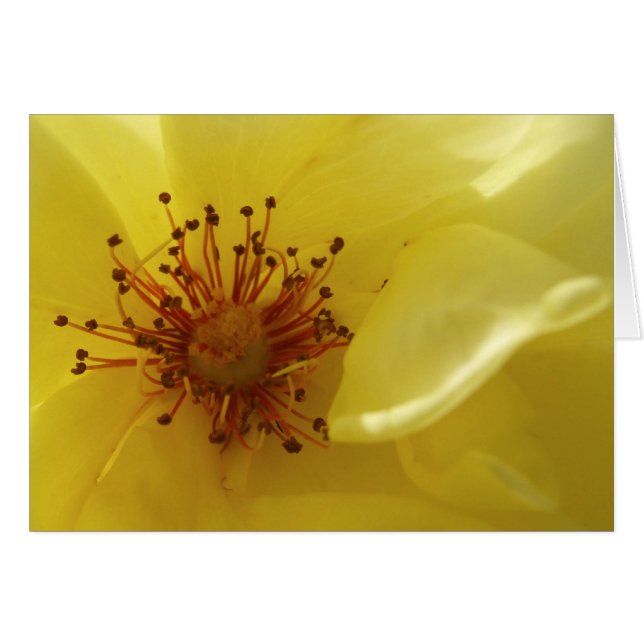 Gelbe Rosenkarte (Vorderseite (Horizontal))