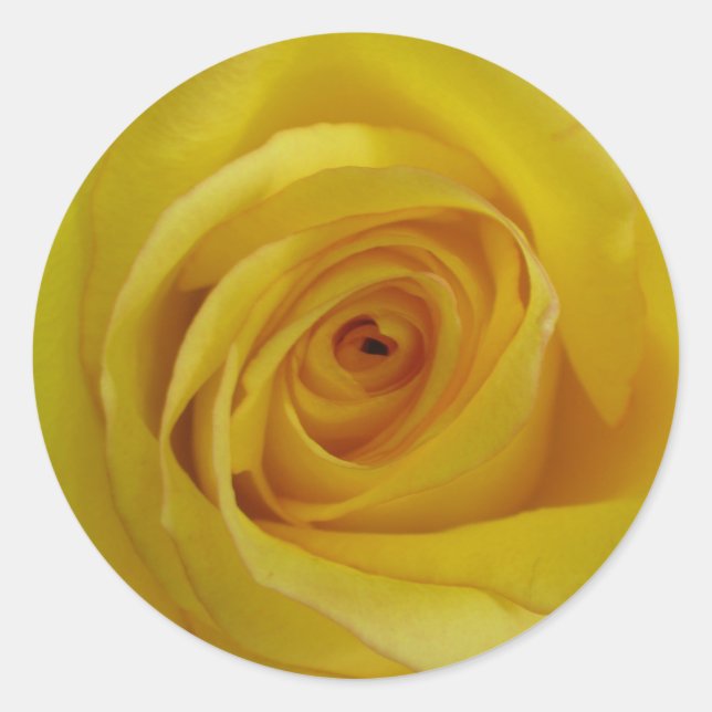 Gelbe Rosenkleber Runder Aufkleber (Vorderseite)