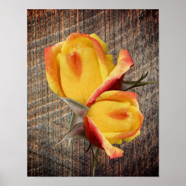 Gelbe Rosenknospe-Blume an Bord Poster (Vorne)