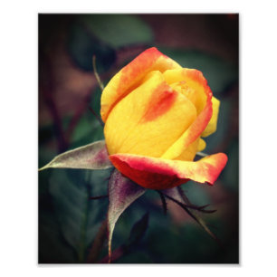 Gelbe Rosenknospe mit roten Highlights 8x10 Fotodruck
