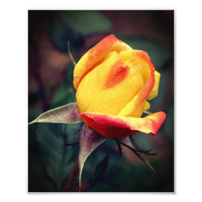 Gelbe Rosenknospe mit roten Highlights 8x10 Fotodruck (Vorne)