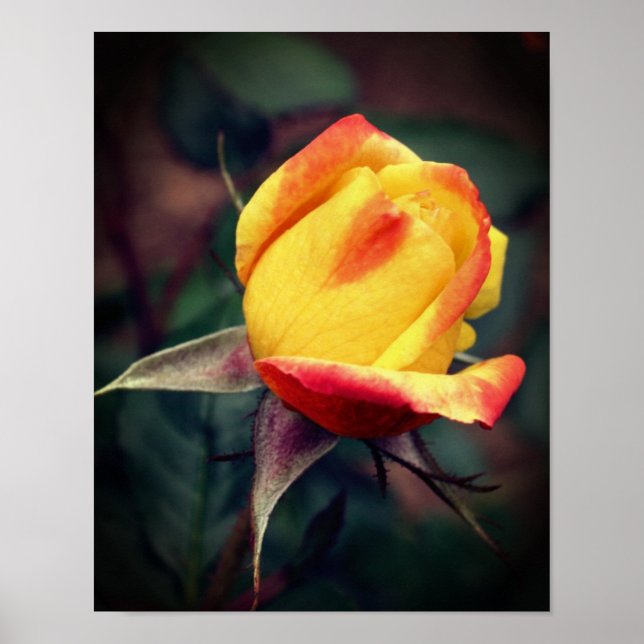 Gelbe Rosenknospe mit roten Highlights Poster (Vorne)