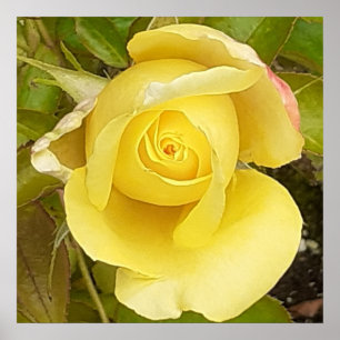 Gelbe Rosenknospe Poster