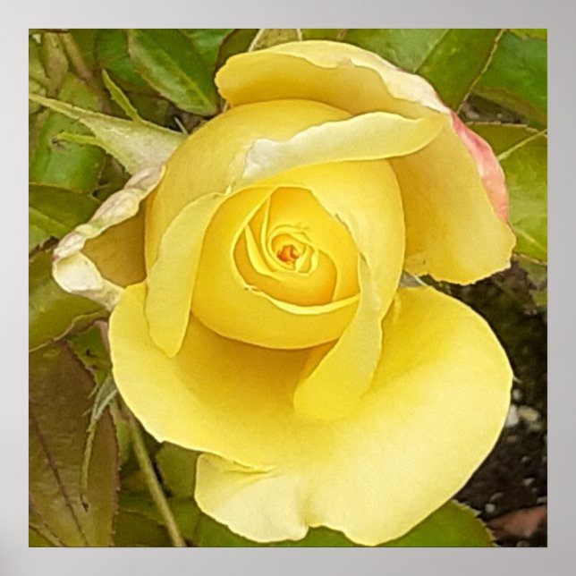 Gelbe Rosenknospe Poster (Vorne)