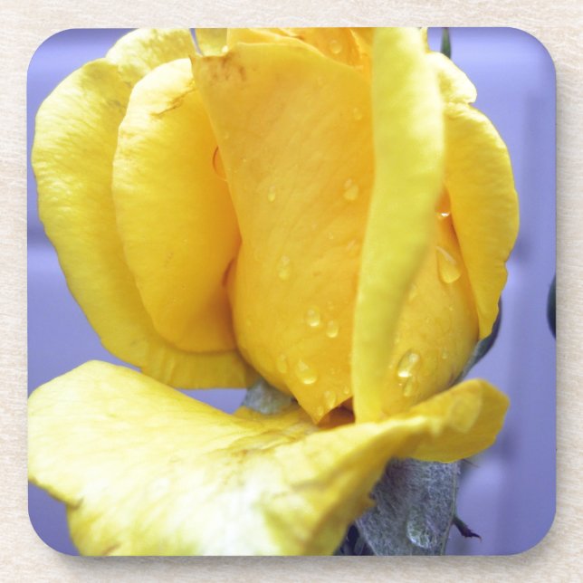 Gelbe Rosenknospe Untersetzer (Vorderseite)