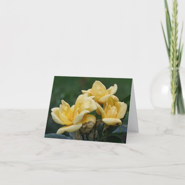 Gelbe Rosenknospen-Blumenfotografie  (Vorderseite)