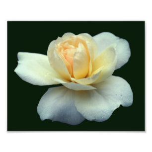 Gelbe Rosenleder mit Taubenabfällen 8x10 Fotodruck