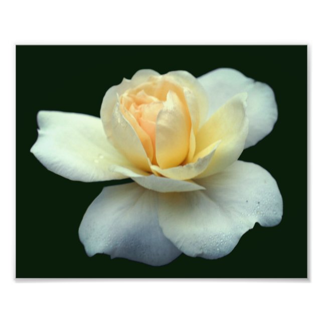 Gelbe Rosenleder mit Taubenabfällen 8x10 Fotodruck (Vorne)