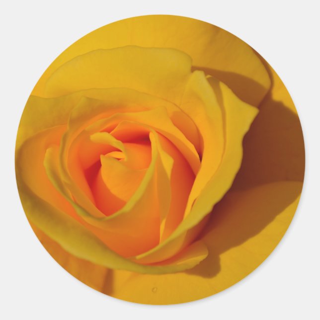 Gelbe Rosenorange Rose Romantische Rose Runder Aufkleber (Vorderseite)