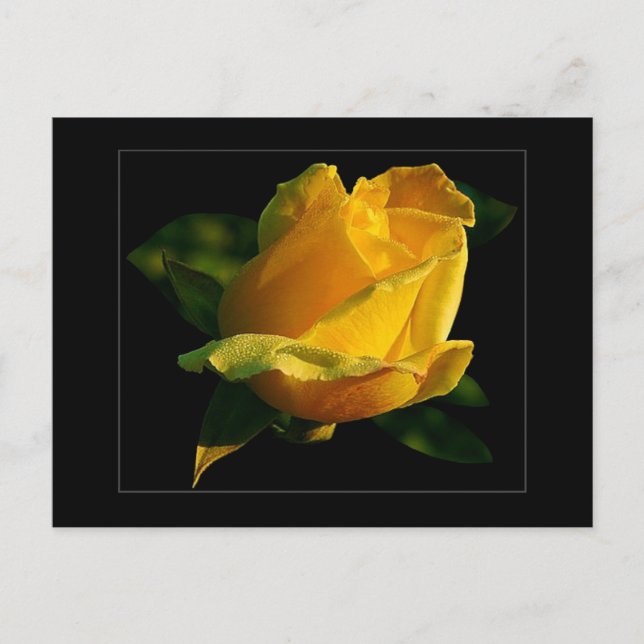 Gelbe Rosenpostkarte Postkarte (Vorderseite)