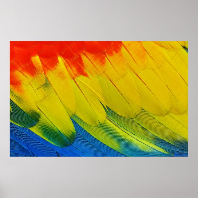 Gelbe, rote, blaue und grüne Federn Poster (Vorne)