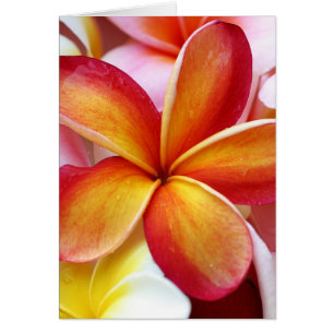 Gelbe Rote Plumeria Frangipani Hawaii Blume