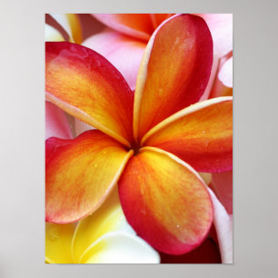 Gelbe Rote Plumeria Frangipani Hawaii Blume Poster