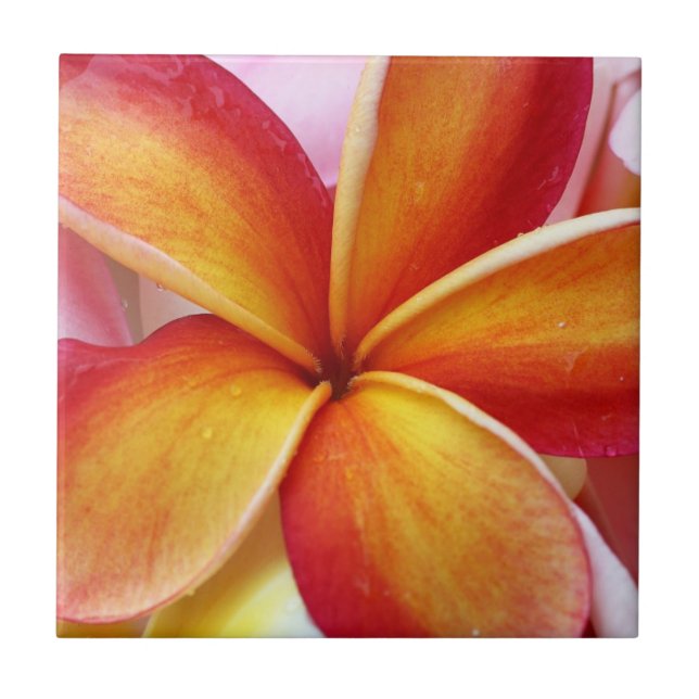 Gelbe rote Plumeriafrangipani-Hawaii-Blumen Fliese (Vorderseite)