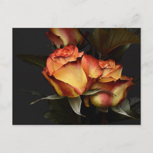 Gelbe Rote Rose Postkarte