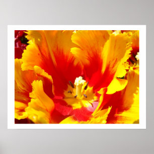 Gelbe rote Tulpen-Blumen Florale Kunst Drucke
