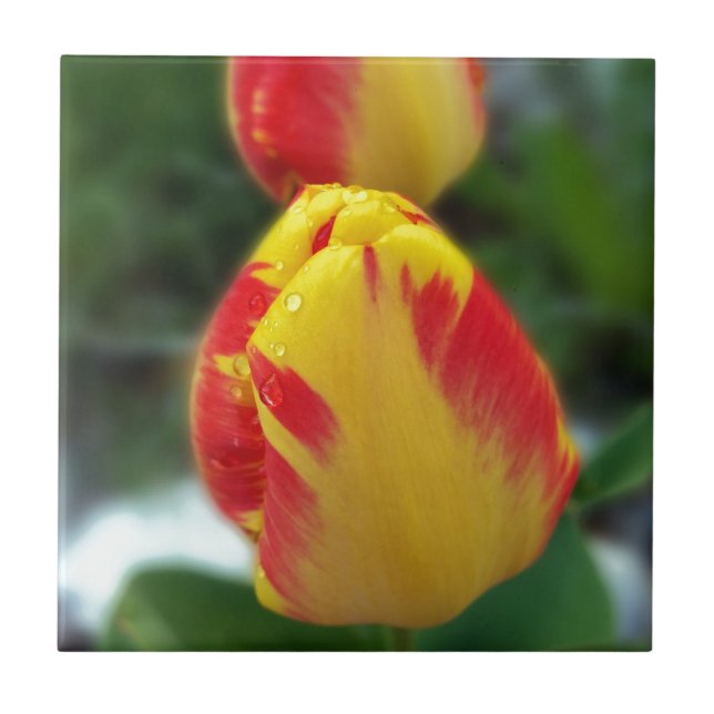 gelbe rote Tulpen Fliese (Vorderseite)