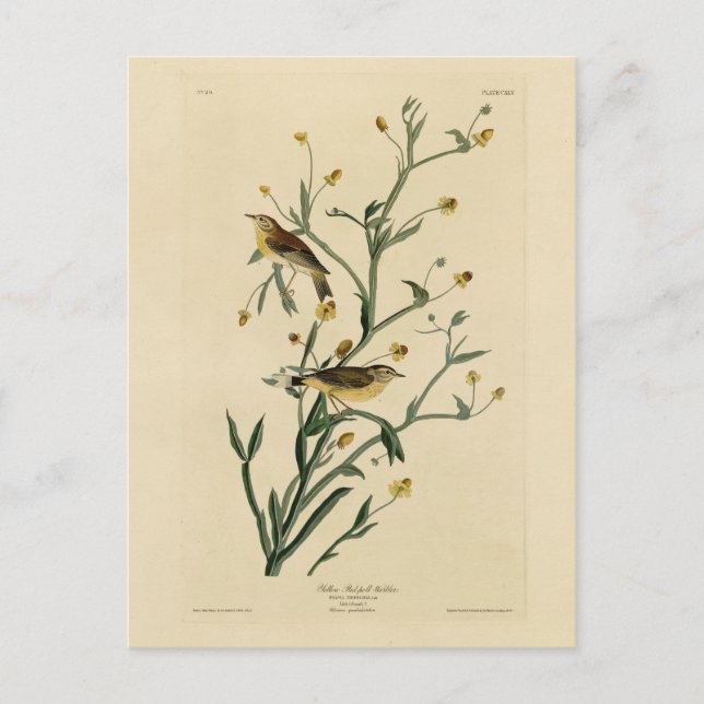 Gelbe Rote Umfrage Warbler Audubons Vögel Amerikas Postkarte (Vorderseite)