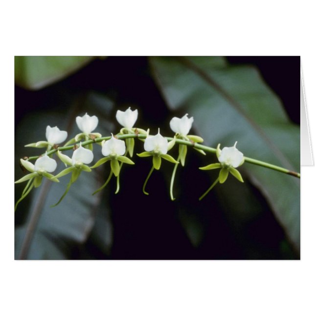 Gelbe Rothschildiana (Vanda) Blumen (Vorderseite (Horizontal))