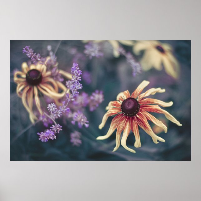 Gelbe Rudbeckie und Lila Lavendel Poster (Vorne)