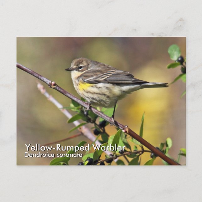 Gelbe Rumped Warbler-Postkarte Postkarte (Vorderseite)