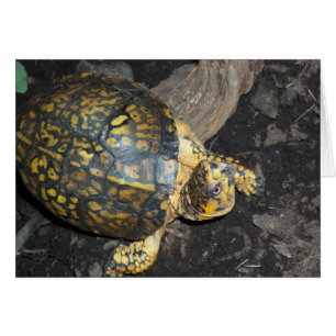 Gelbe Schildkröte