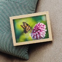 Gelbe Schmetterling auf rosa Dahlia Blume im Garte