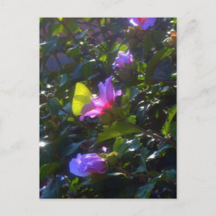 Gelbe Schmetterling auf Rosa Rose von Sharon Postkarte