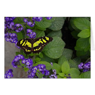 Gelbe Schmetterling auf violetten Blume drucken