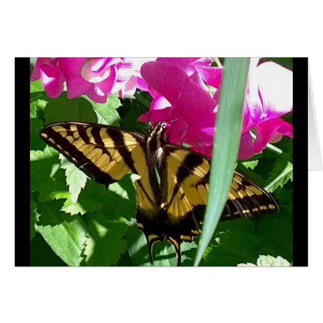 Gelbe Schmetterling im Frühling (Vorderseite (Horizontal))