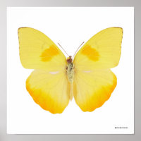 Gelbe Schmetterling