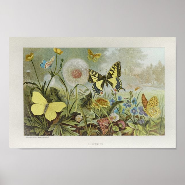 Gelbe Schmetterlinge auf Blume Vintage Kunstdrucke Poster (Vorne)