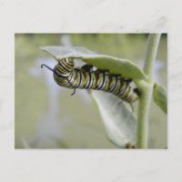 Gelbe Schwalbe Schwanz Schmetterling Raupe Postkar