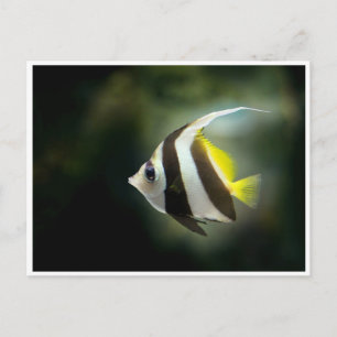 Gelbe Schwarz-Weiße Kaiserfisch-Postkarte Postkarte