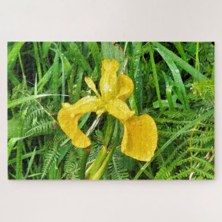 Gelbe Schwertlilie in Blüte mit Farnen